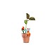 My Fairy Garden - Magic Bean Pot (joy)